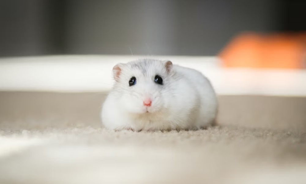 miert alszik tobbet a horcsog januarban miert alszik tobbet a horcsog januarban