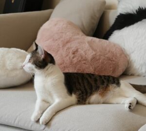 miert koltozik a macska telen 1