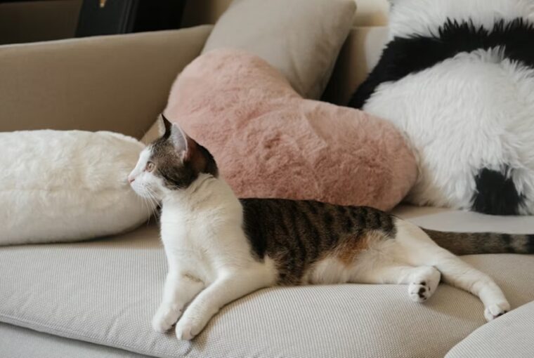 miert koltozik a macska telen 1