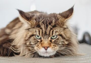 miert koltozik a macska telen 2026