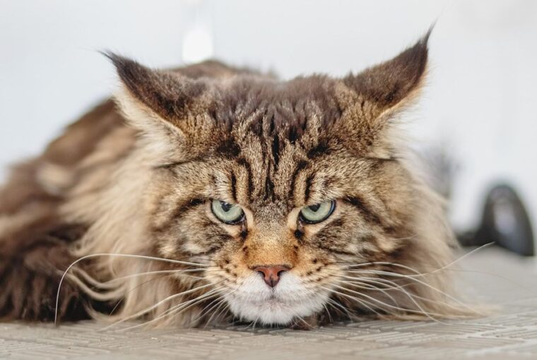 miert koltozik a macska telen 2026