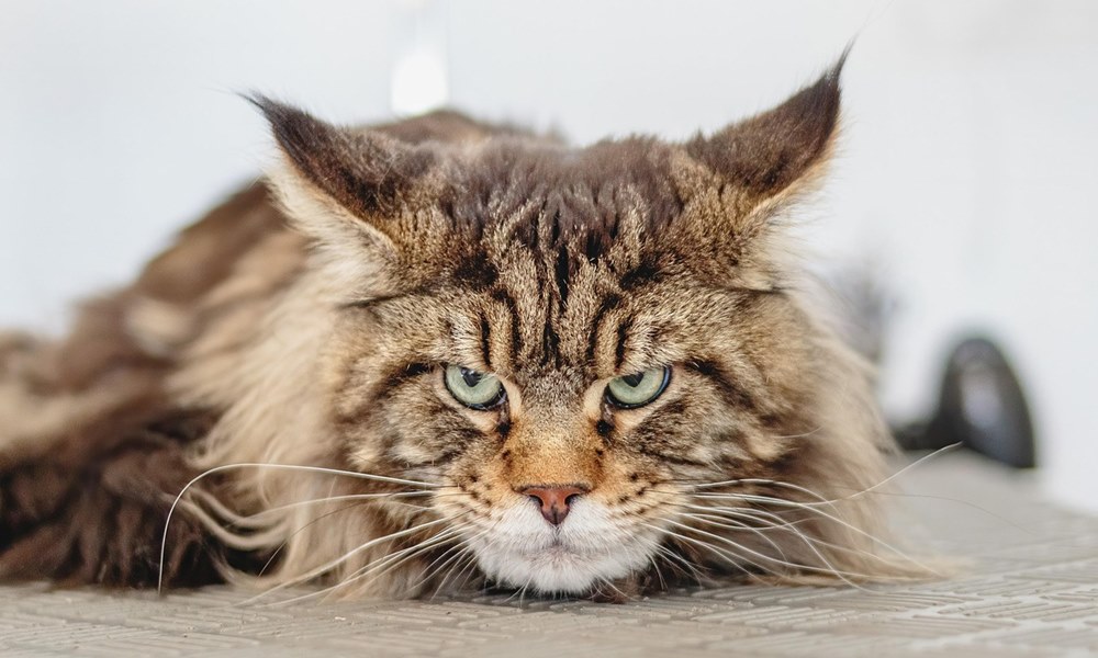 miert koltozik a macska telen 2026