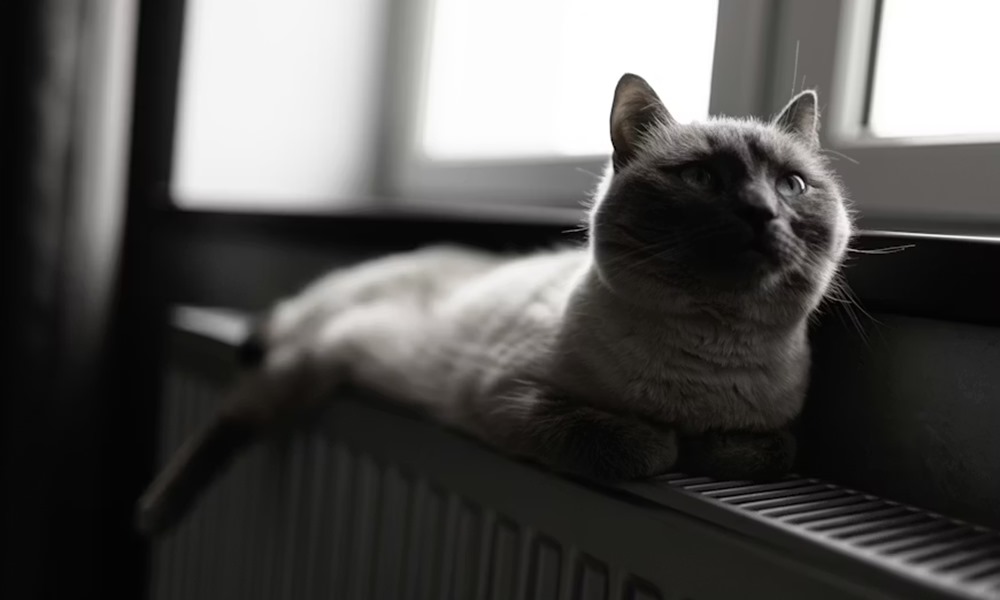 miert koltozik a macska telen 3