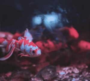 miert pusztulnak el gyakran az uj halak 2 2026