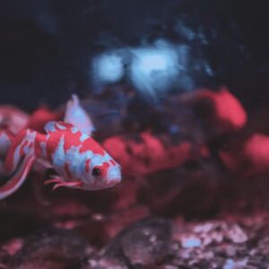 miert pusztulnak el gyakran az uj halak 2 2026