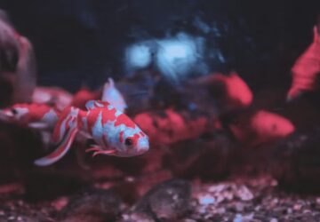 miert pusztulnak el gyakran az uj halak 2 2026