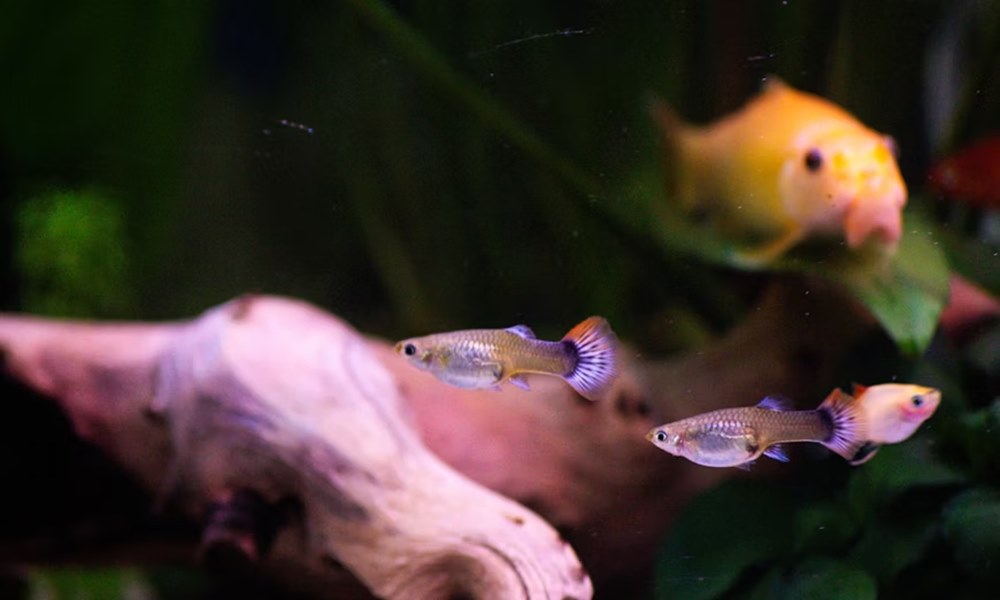 miert pusztulnak el gyakran az uj halak 3 2026