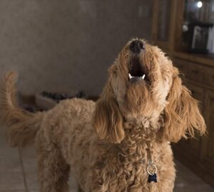 miert ugat a kutya egyedul otthon