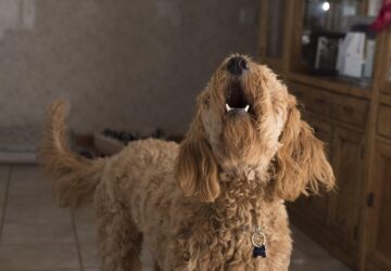 miert ugat a kutya egyedul otthon