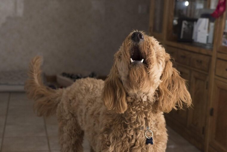 miert ugat a kutya egyedul otthon