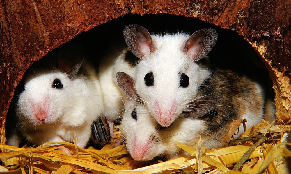 parosodnak tobb himmel a nosteny egerek 1 parosodnak tobb himmel a nosteny egerek 1