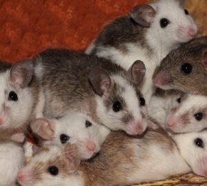 parosodnak tobb himmel a nosteny egerek