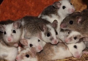 parosodnak tobb himmel a nosteny egerek