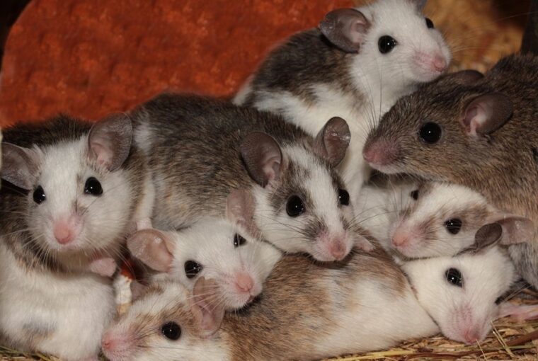 parosodnak tobb himmel a nosteny egerek