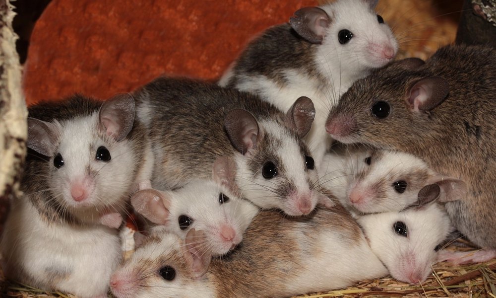 parosodnak tobb himmel a nosteny egerek