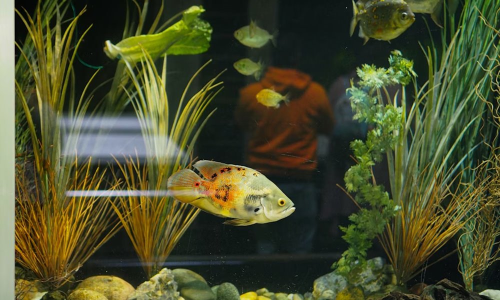 telen romlik meg gyakrabban az akvarium egyensulya 1