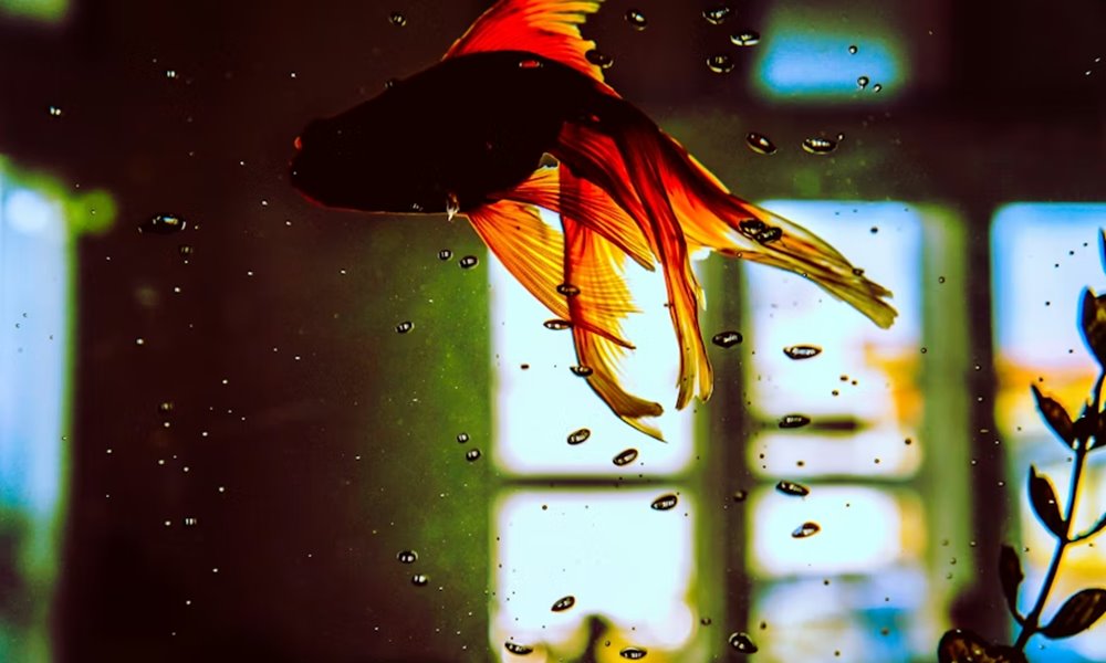 telen romlik meg gyakrabban az akvarium egyensulya 2