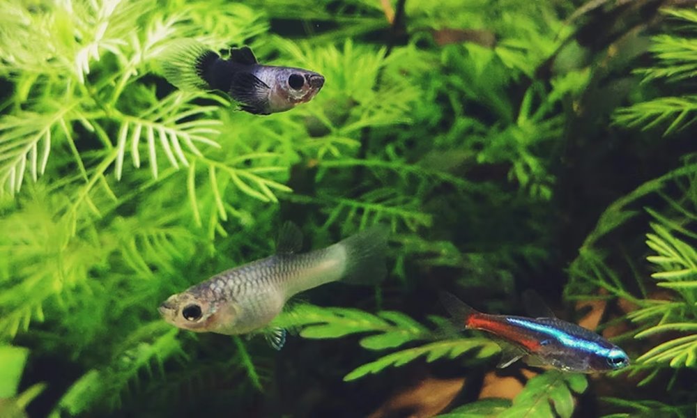 telen romlik meg gyakrabban az akvarium egyensulya 3