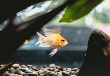 telen romlik meg gyakrabban az akvarium egyensulya 4