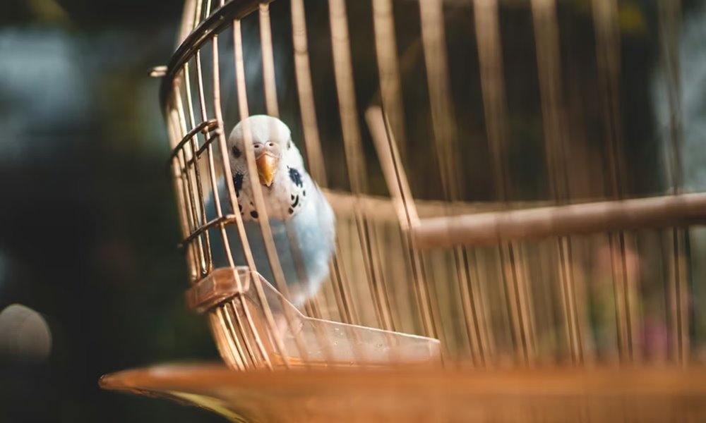 teli futes es madarak 1 teli futes es madarak 1