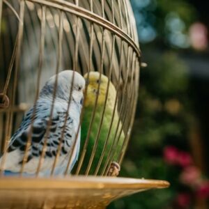 teli futes es madarak 2