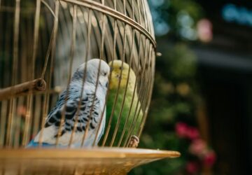 teli futes es madarak 2