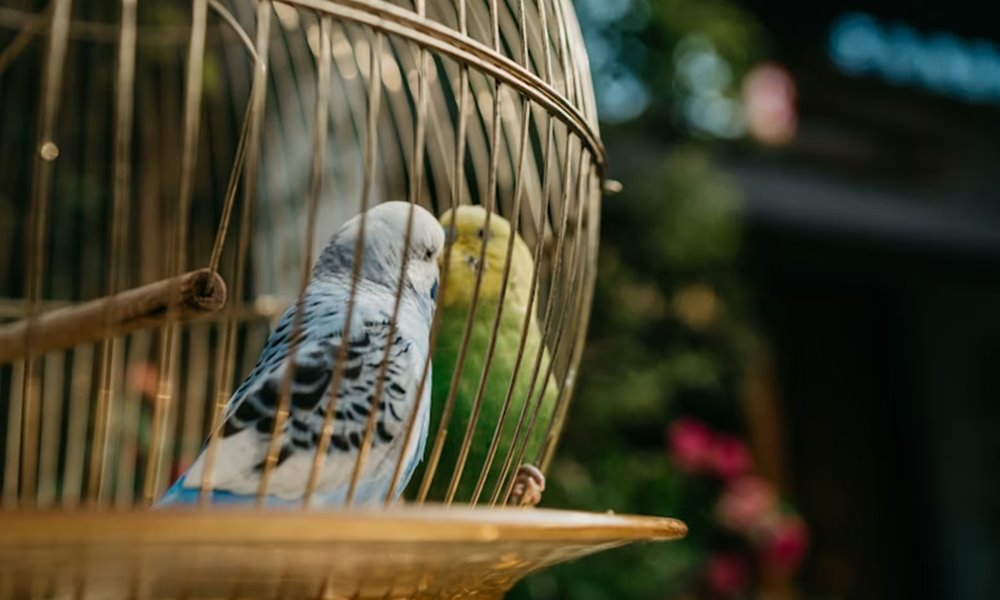 teli futes es madarak 2