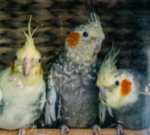 teli futes es madarak 2026