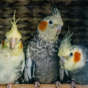 teli futes es madarak 2026