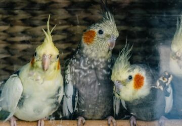 teli futes es madarak 2026