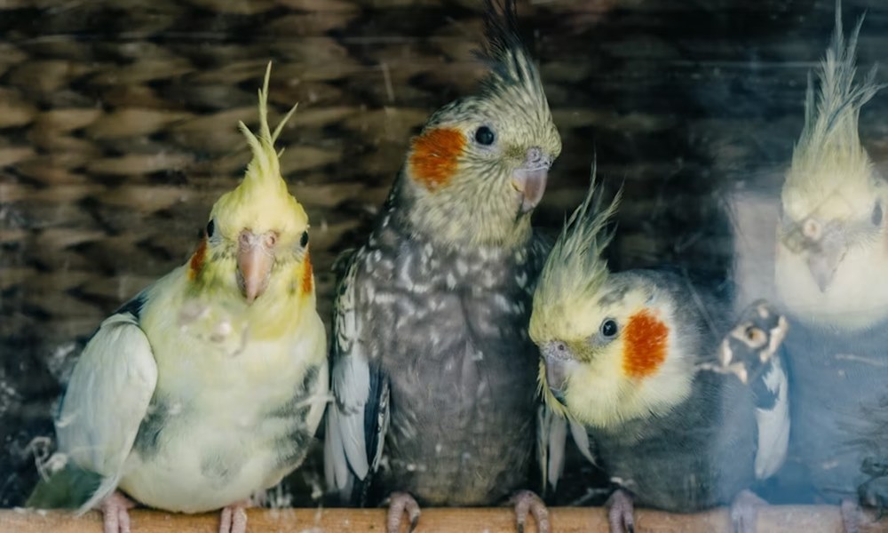 teli futes es madarak 2026