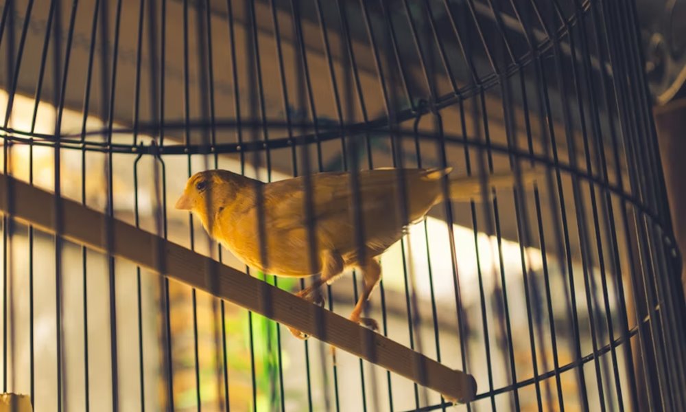 teli futes es madarak teli futes es madarak