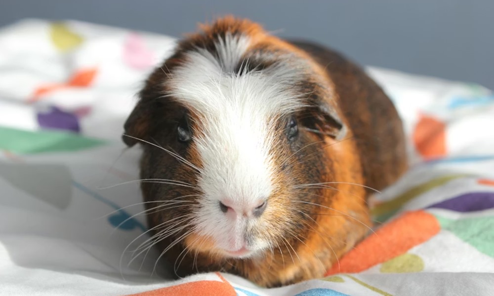 tengerimalac es huzat 2 tengerimalac es huzat 2