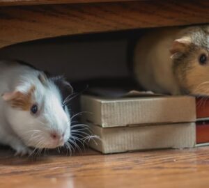 tengerimalac es huzat 2026