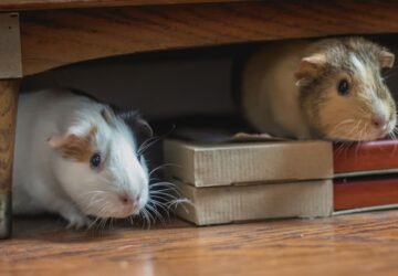 tengerimalac es huzat 2026