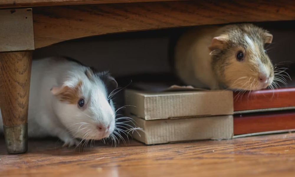 tengerimalac es huzat 2026