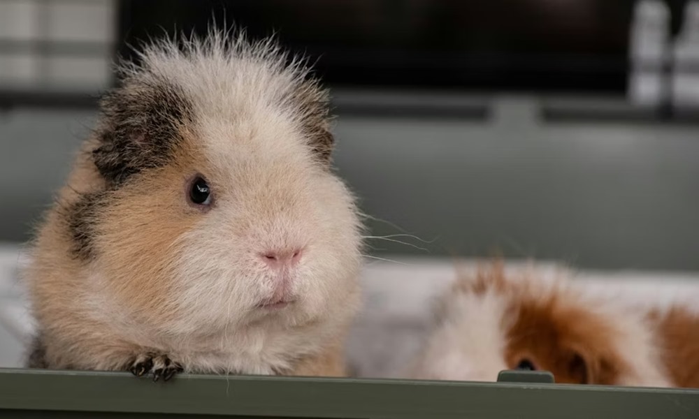 tengerimalac es huzat 3 tengerimalac es huzat 3