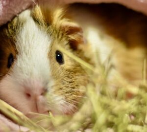 tengerimalac es huzat