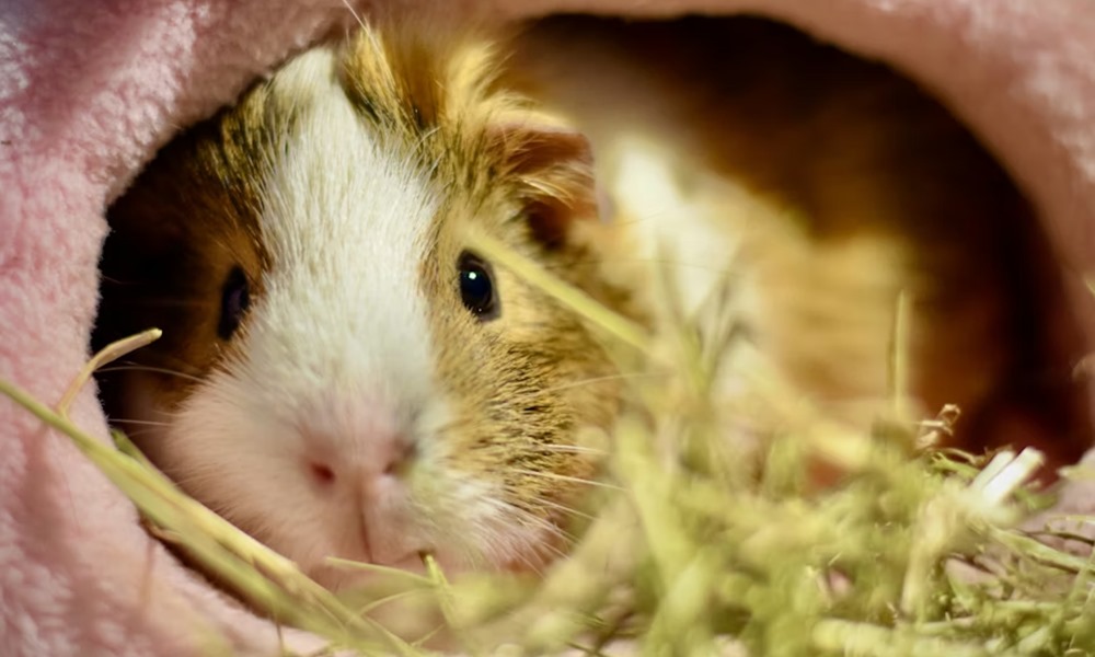 tengerimalac es huzat