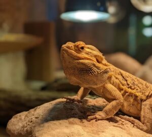 terrarium futese telen 2026