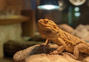 terrarium futese telen 2026