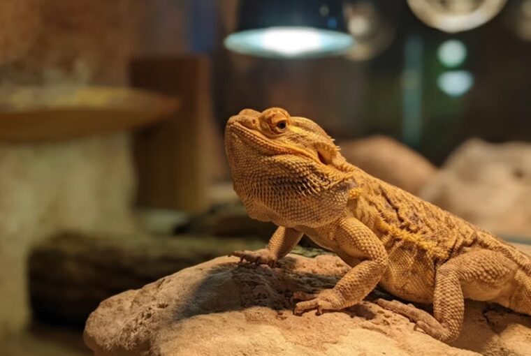 terrarium futese telen 2026