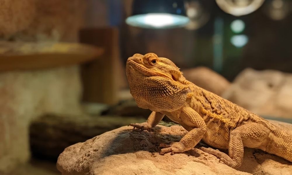 terrarium futese telen 2026