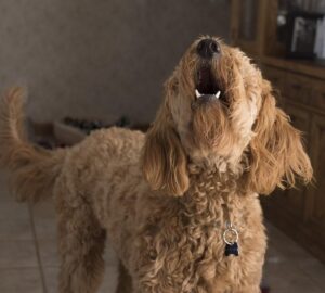 uagt a kutya egyedul 2026