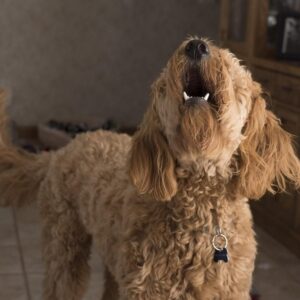 uagt a kutya egyedul 2026