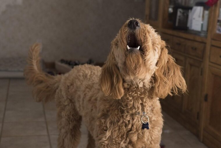 uagt a kutya egyedul 2026