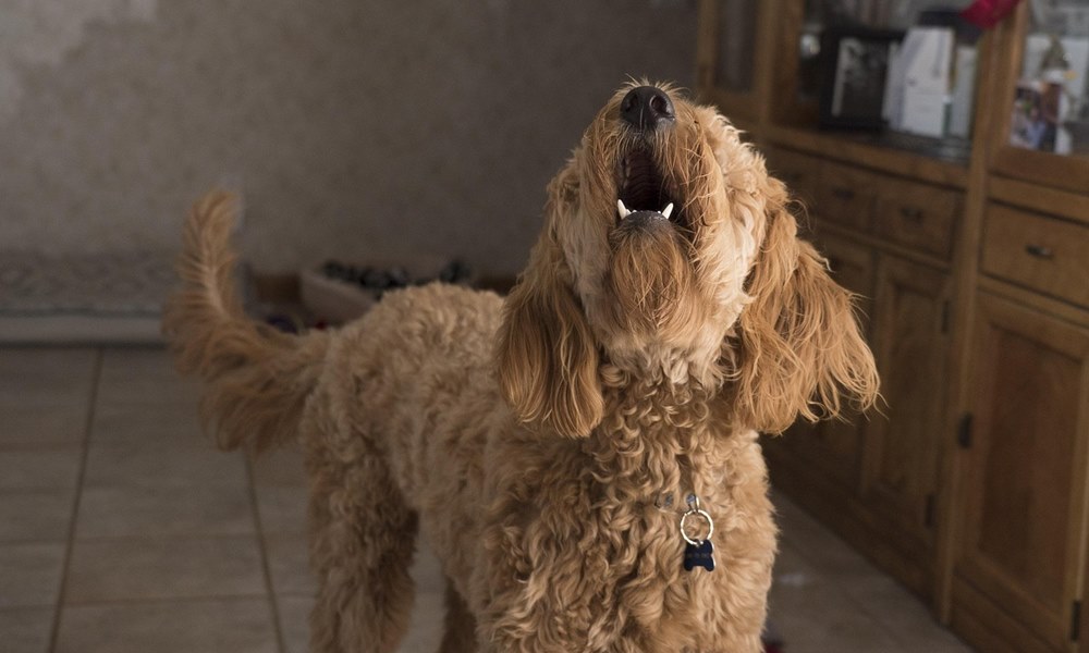 uagt a kutya egyedul 2026