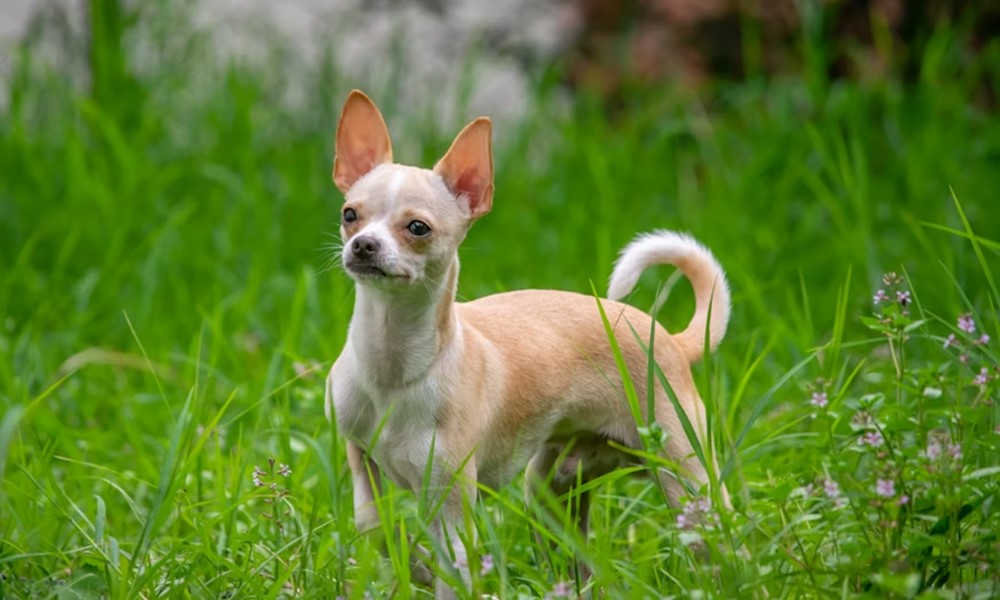 cuki pofa nehez levego 1