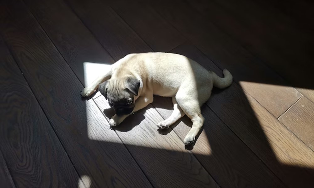 cuki pofa nehez levego 2