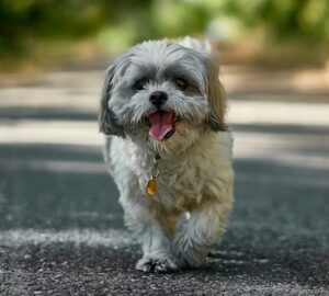 cuki pofa nehez levego 4